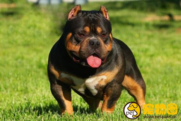 美国恶霸犬到底是怎样一种狗，拥有和长相不相称的温柔之犬