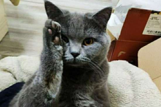 不想养猫了怎么处理