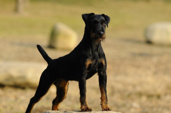 太仓猎犬咬人吗