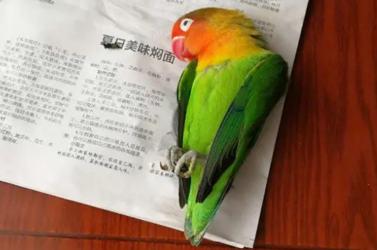鹦鹉死了要不要埋了