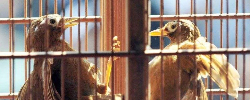 画眉鸟养了三年不起性怎么办