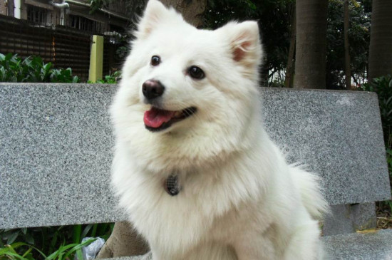 银狐犬智商排第几