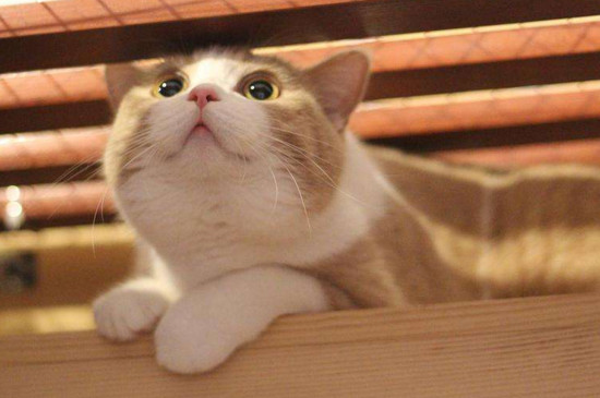 猫咪极度害怕的表现，应激呕吐还会躲在角落缩成一团