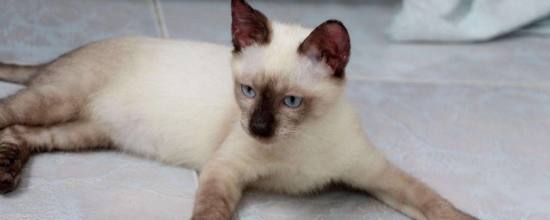 小猫能吃面包吗