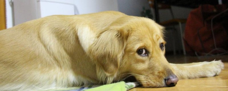 金毛犬能长多大