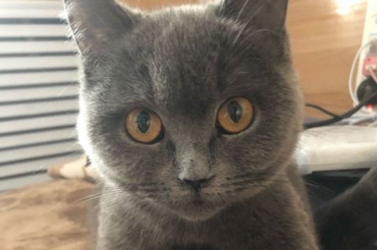 猫不吃猫粮还能吃什么