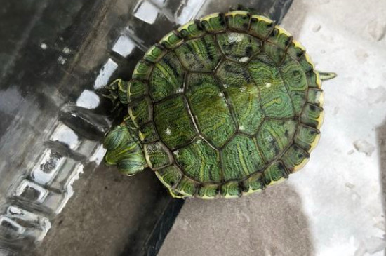 巴西龟吃什么长得快