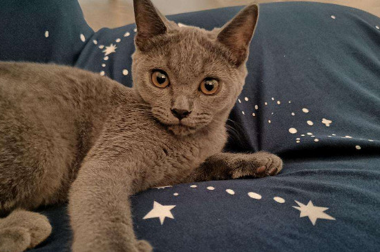 灰色猫咪是什么品种