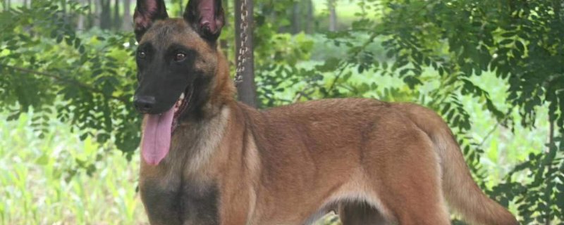 马犬体重有多少斤，马犬标准体重多少