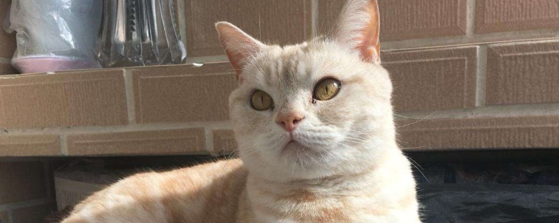 经常打猫的后果严重，猫被打狠了会怎么样