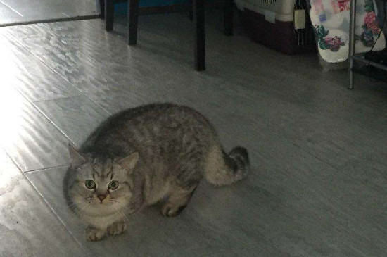 曼赤肯猫多少钱一只比较靠谱，市场价格一般在3000-5000元