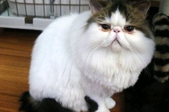 猫咪上完猫砂爬床不脏吗
