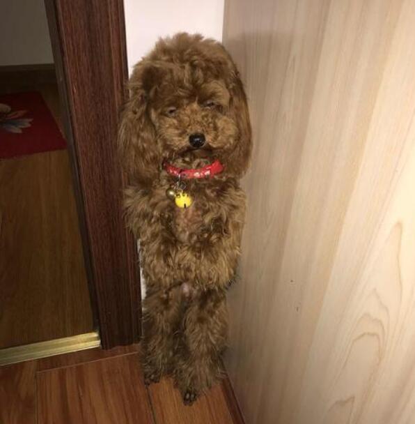 让狗狗罚站好不好，请不要再训练狗狗站立了