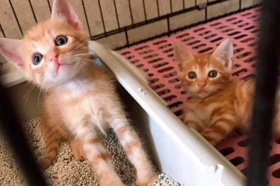 小猫多大可以洗澡