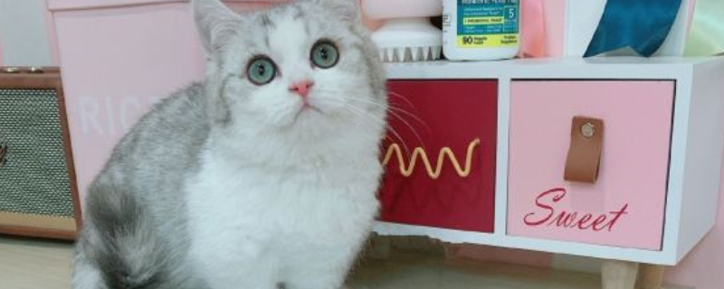 猫传腹要隔离其他猫吗