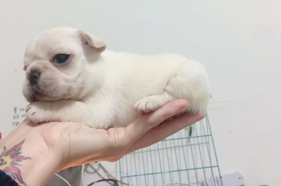 法斗幼犬喂养指南，介绍法牛正确饲养方法与技巧