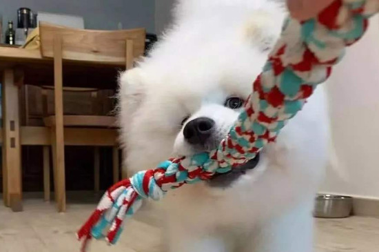 萨摩耶犬为什么没人养