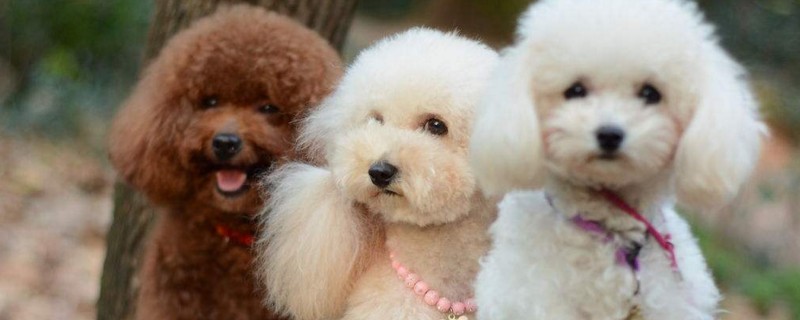 泰迪犬怎么看纯不纯