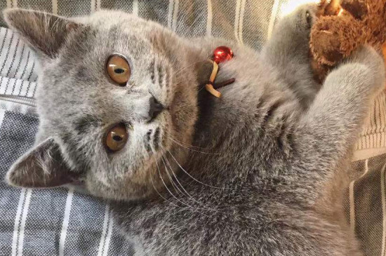 母猫几个月可以配