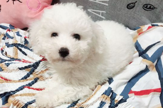 打了比熊后会记仇吗