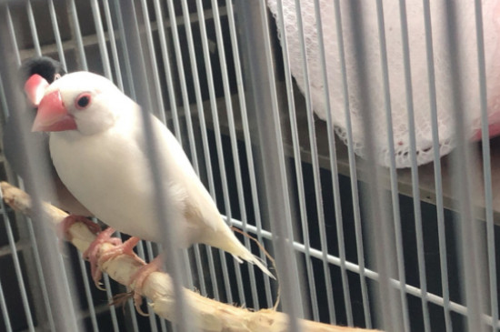 文鸟怎么训练它不怕人