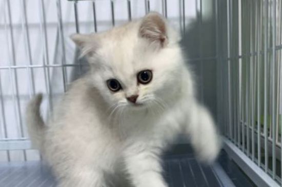 猫身上有皮屑怎么治疗