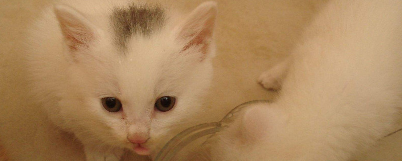 猫生孩子应该怎么处理