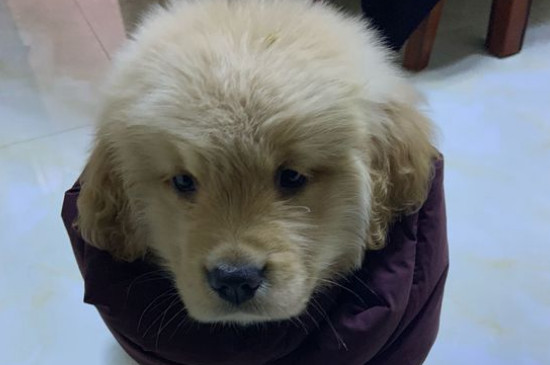 狗怀孕几个月生小狗