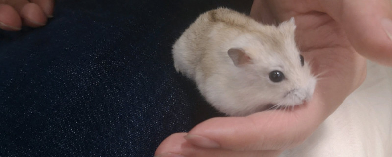 仓鼠湿尾症状
