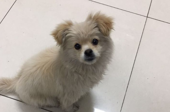 小狗多大可以洗澡