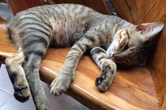 猫咪蹭你腿什么意思，是猫咪传达友好的表现