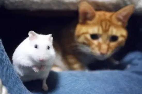 猫吃仓鼠吗