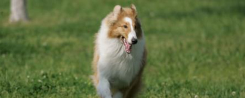 喜乐蒂牧羊犬怎么样