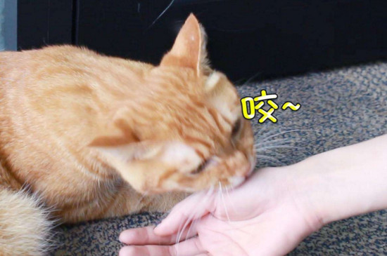 猫猫为什么喜欢咬人，猫咪轻咬主人的原因