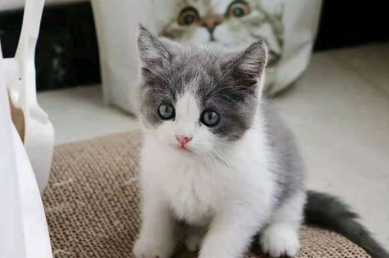 英短母猫脸为什么不圆