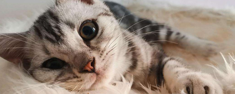 猫咪走丢了一般会在哪