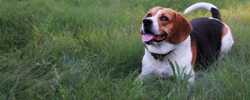 比格犬怎样训练