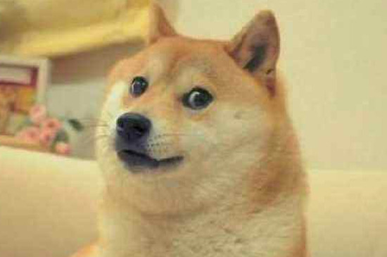 柴犬怎么养胖一点
