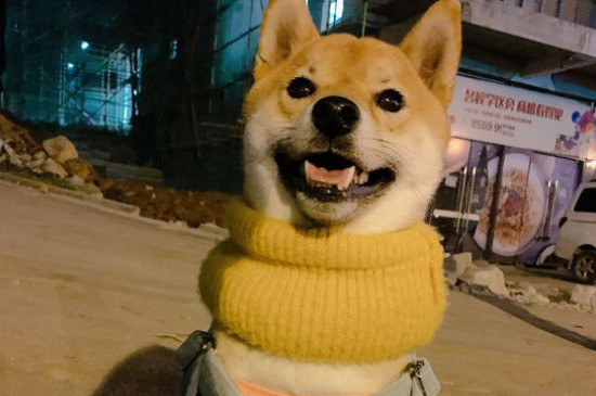 狗能吃肉吗