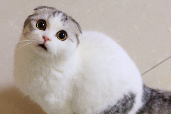 猫咪的品种有哪些