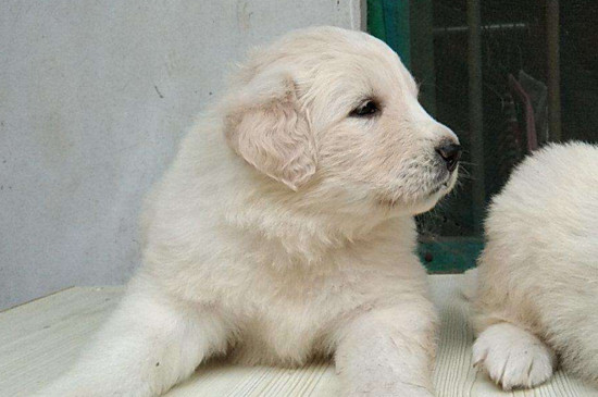 大白熊犬价格是多少