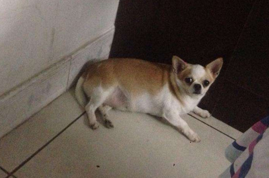 狗抽搐是怎么回事