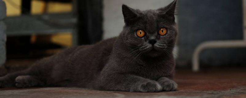 猫的尾巴有什么作用
