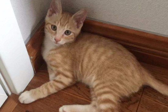 橘猫怎么养，新手养橘猫注意事项
