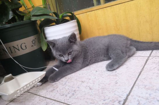 英短猫几个月不调皮