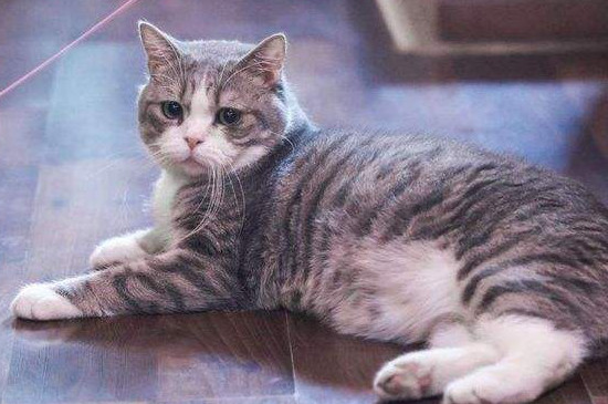怎么给猫刷牙漱口