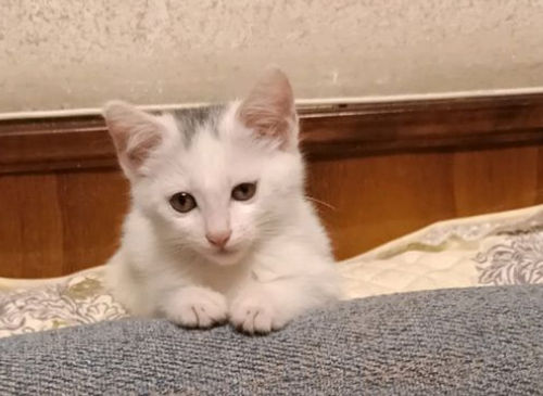 第一次配猫注意事项