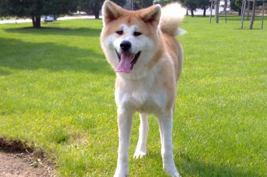 柴犬和秋田犬哪个忠诚