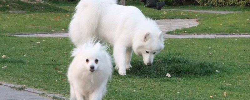 大白狗的品种