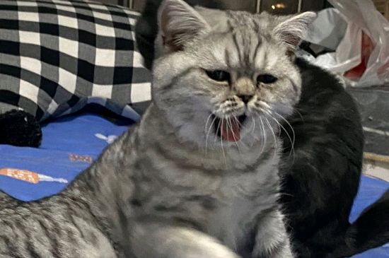 猫一直叫是为什么